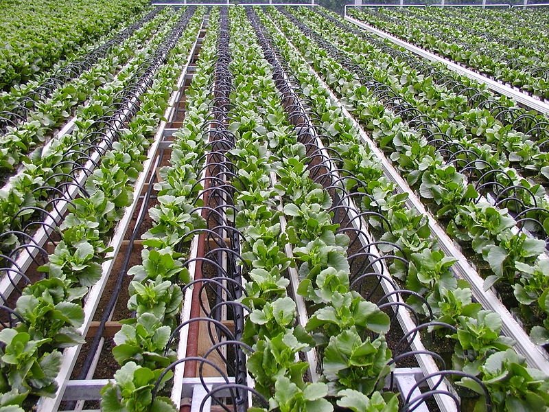 Drip Irrigation Expands Across the District 800px button dripper