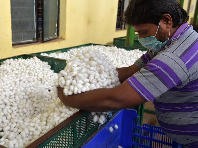 Silk Cocoon Market Remains Active in Chikkaballapur images (5)