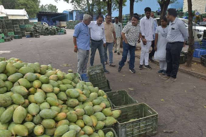 Mango Cultivation Remains a Major Horticulture Activity images (6)